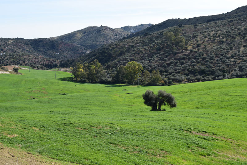 Pastures and olives 